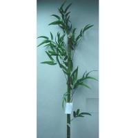 72 BAMBOO SPRAY X 1